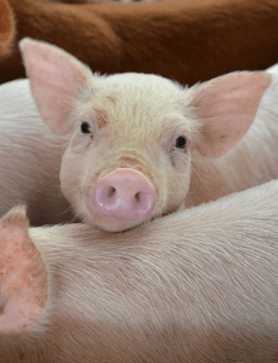 Animal Welfare